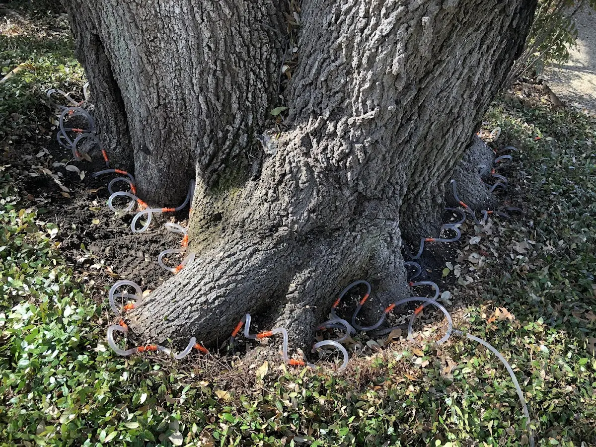 Detailed Tree Cabling and Bracing job site in Portales