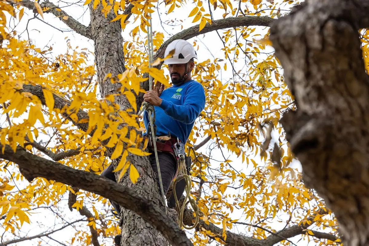 Skilled Tree Planing crew working in Portales