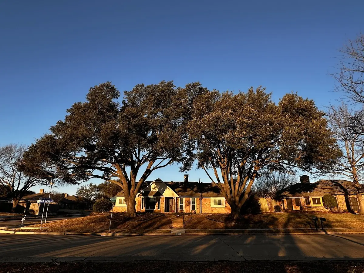 Established residential canopy tree shading a home in Portales